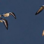 _04E1506.jpg Huitriers pie en vol